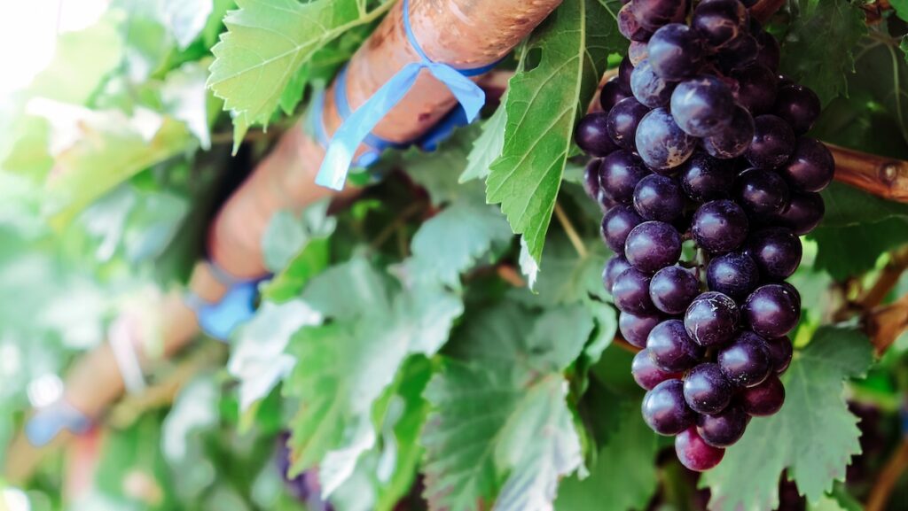 uvas en primer plano durante la vendimia